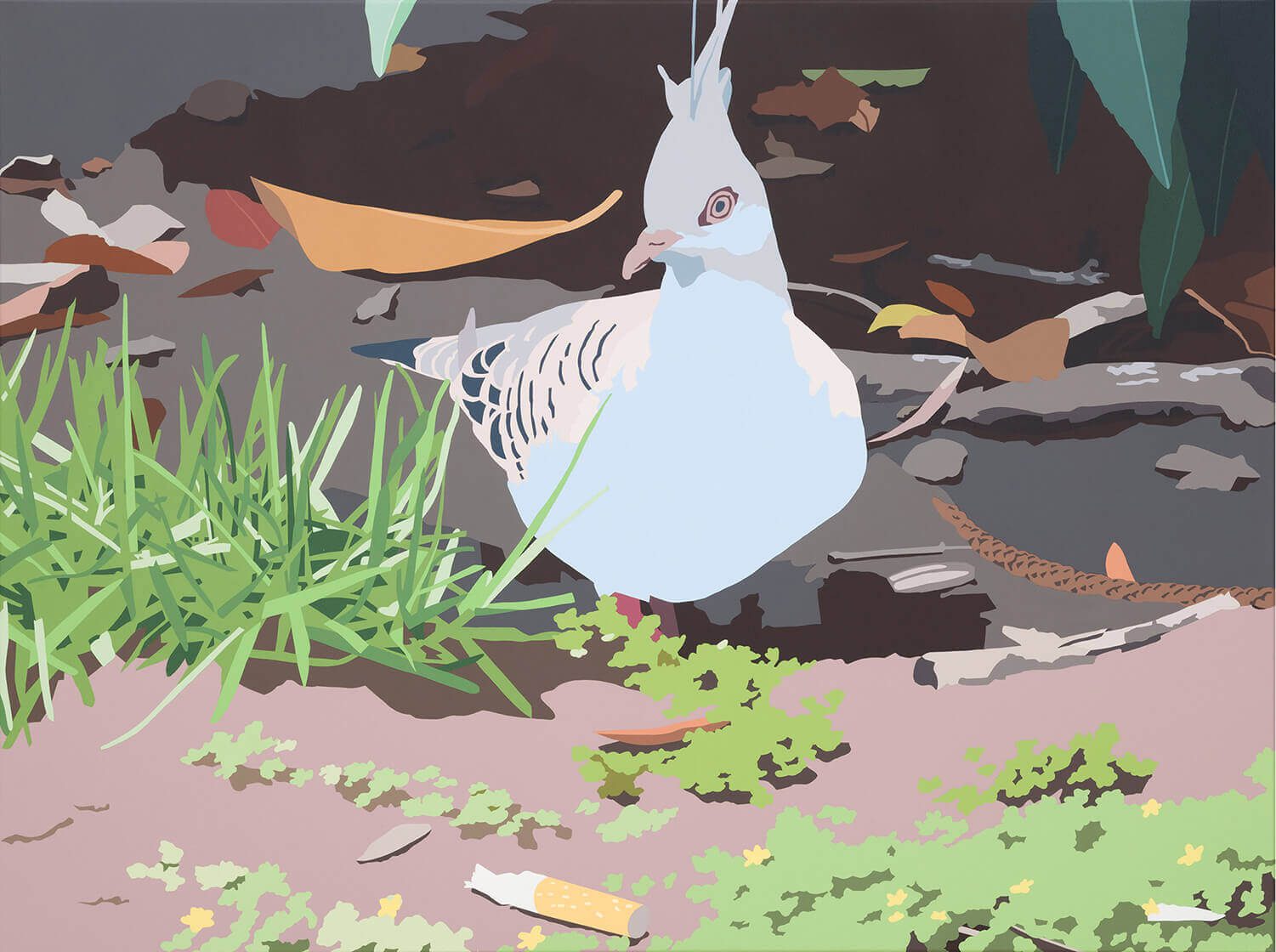 Crested Pigeon Web